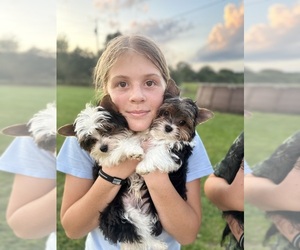 Yorkshire Terrier Litter for sale in OWENSVILLE, MO, USA