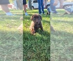 Small Photo #2 Labrador Retriever Puppy For Sale in GRANVILLE, IA, USA