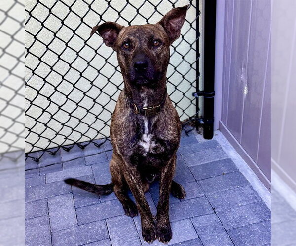 Medium Photo #1 Plott Hound-Unknown Mix Puppy For Sale in Tavares, FL, USA