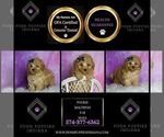 Small Photo #115 Maltipoo (Miniature) Puppy For Sale in WARSAW, IN, USA