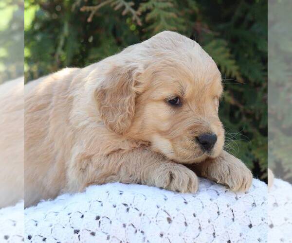 Medium Photo #3 Goldendoodle Puppy For Sale in NEW ENTERPRISE, PA, USA