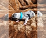 Small Photo #129 Sheepadoodle Puppy For Sale in LEHI, UT, USA