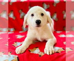 Small #2 Great Pyrenees Mix