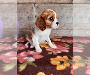 Cavalier King Charles Spaniel Puppy for sale in VERMONTVILLE, MI, USA
