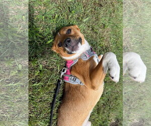Mutt Dogs for adoption in Germantown, OH, USA