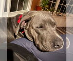 Small #3 American Staffordshire Terrier Mix