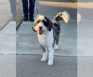 Father of the Bernedoodle puppies born on 05/13/2025