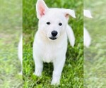 Small #6 German Shepherd Dog
