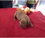Small Photo #4 Labrador Retriever Puppy For Sale in LEBANON, PA, USA