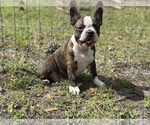 Small #3 French Bulldog