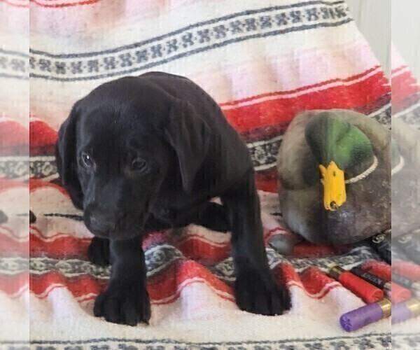 Medium Photo #117 Labrador Retriever Puppy For Sale in MERIDEN, KS, USA