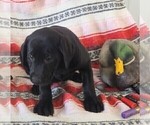 Small Photo #117 Labrador Retriever Puppy For Sale in MERIDEN, KS, USA