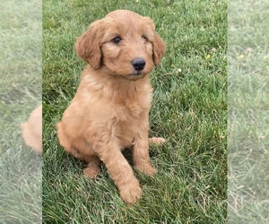 Goldendoodle (Miniature) Puppy for sale in NILES, MI, USA