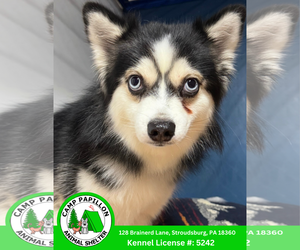 Pomsky Dogs for adoption in Stroudsburg, PA, USA