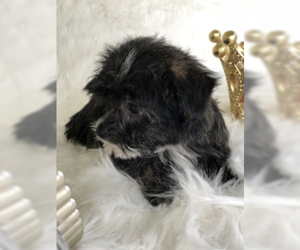 Medium Photo #4 Havashire Puppy For Sale in HOUSTON, TX, USA
