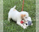 Small #6 Great Pyrenees