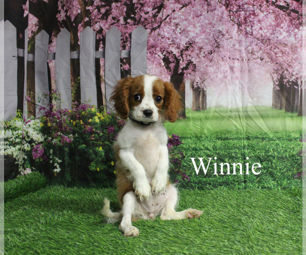 Medium Photo #1 Cavalier King Charles Spaniel Puppy For Sale in CHANUTE, KS, USA