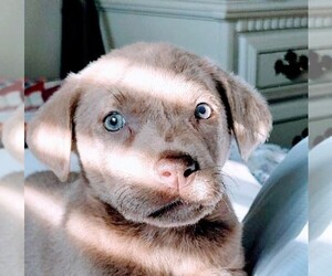 Labrador Retriever Puppy for sale in ASHEBORO, NC, USA