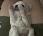Small Photo #5 Maltese-Shih Apso Mix Puppy For Sale in INDIANA, PA, USA