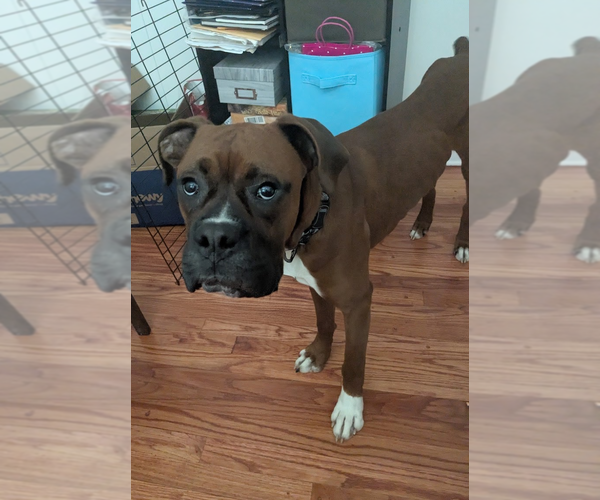 Medium Photo #1 Boxer Puppy For Sale in Burnsville, MN, USA