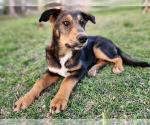 Huskies -Unknown Mix Dogs for adoption in Los Lunas, NM, USA