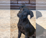 Small #6 Labrador Retriever Mix