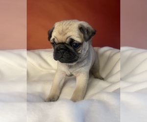Pug Puppy for sale in EDWARDSBURG, MI, USA
