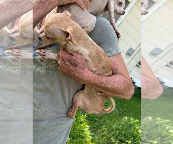 Medium Photo #12 Rat-Cha Puppy For Sale in Princeton, MN, USA
