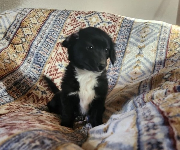 Medium Photo #2 Chiranian Puppy For Sale in AGUANGA, CA, USA