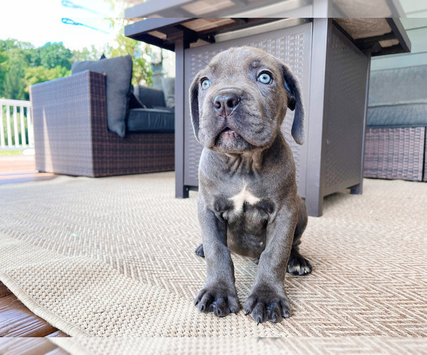 Medium Photo #10 Cane Corso Puppy For Sale in FORD CITY, PA, USA
