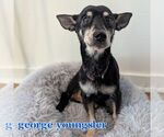 Small #6 Chiweenie