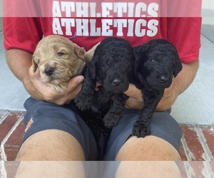 Goldendoodle-Irish Doodle Mix Puppy for sale in NORFOLK, VA, USA