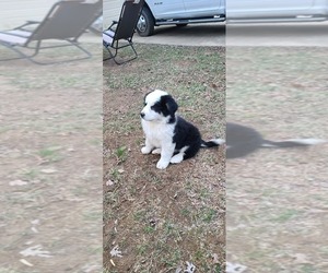 Great Bernese Puppy for sale in FORT PAYNE, AL, USA