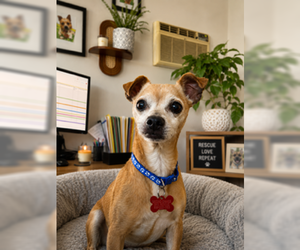 Chihuahua-Unknown Mix Dogs for adoption in San Diego, CA, USA