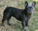 Small Photo #1 French Bulldog Puppy For Sale in SPRINGFIELD, OR, USA