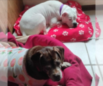 Small #6 Boxer