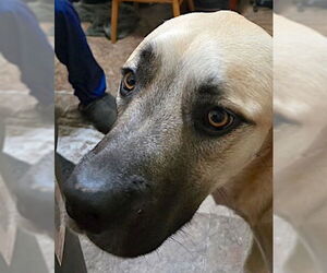 Sheba - Female Anatolian Pyrenees Dog for Adoption - Photo #4