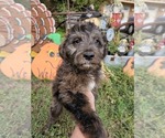 Small #14 Aussiedoodle