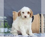 Small #3 Goldendoodle (Miniature)