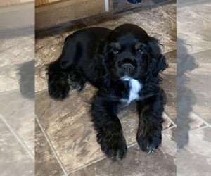 Cocker Spaniel Puppy for Sale in ALFORD, Florida USA