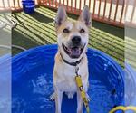 Small #1 Carolina Dog Mix
