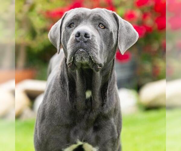 Medium Photo #2 Mutt Puppy For Sale in Camarillo, CA, USA