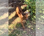 Small Photo #1 Rhodesian Ridgeback Puppy For Sale in DIVIDE, CO, USA