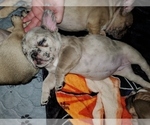 Small Photo #3 French Bulldog Puppy For Sale in TRACY, CA, USA