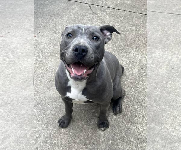 Medium Photo #1 Mutt Puppy For Sale in Crete, IL, USA