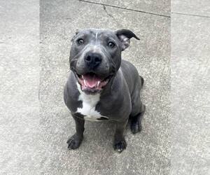 Mutt Dogs for adoption in Crete, IL, USA