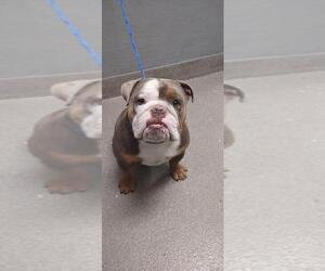 Bulldog-Unknown Mix Dogs for adoption in Las Vegas, NV, USA
