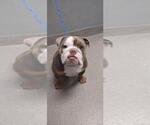 Small Bulldog Mix