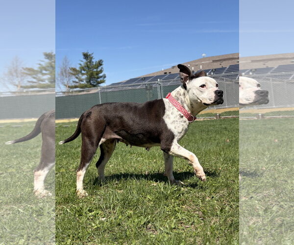 Medium Photo #10 Mutt Puppy For Sale in Jefferson, WI, USA