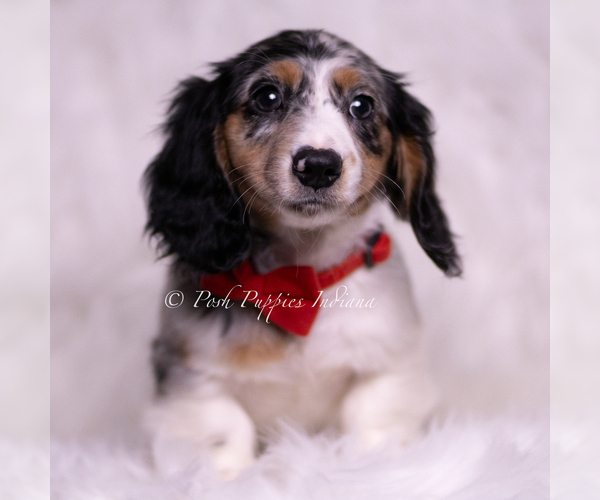 Medium Photo #74 Dachshund Puppy For Sale in WARSAW, IN, USA